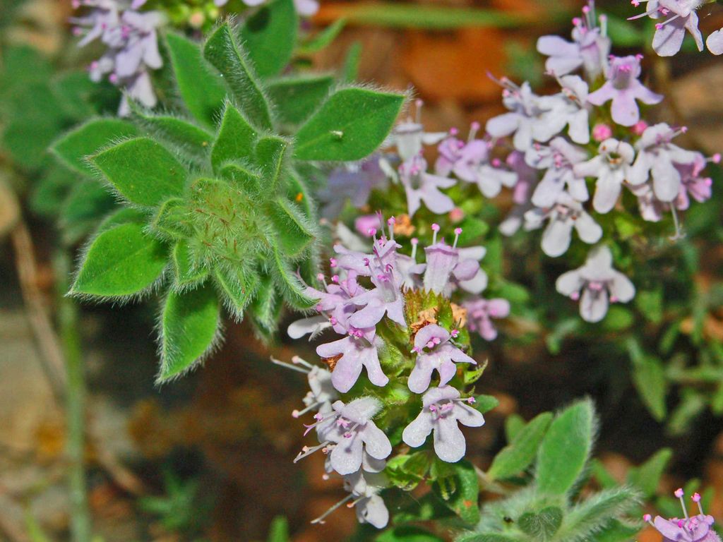 Piccoli fiori rosa - Thymus sp.